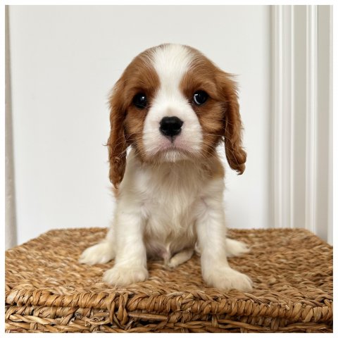 Walter cucciolo Cavalier King Blenheim - Bianco Arancio