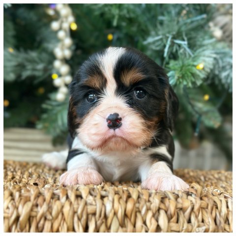 Sonny cucciolo Cavalier King Tricolor