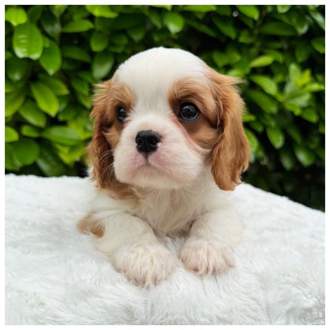 Walter cucciolo Cavalier King Blenheim - Bianco Arancio