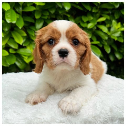 Wolfang cucciolo Cavalier King Blenheim - Bianco Arancio