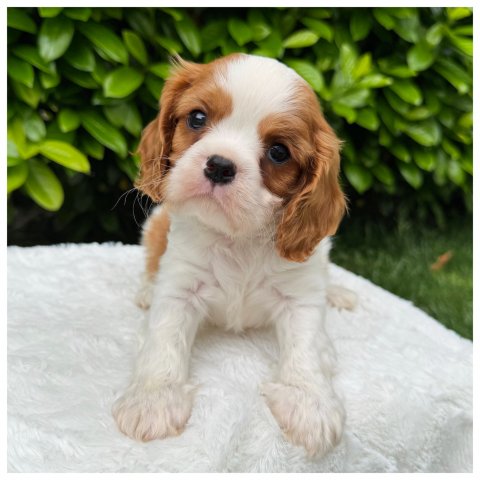 Willy cucciolo Cavalier King Blenheim - Bianco Arancio