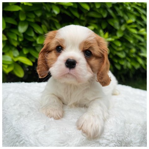 OneAndOnly cucciolo Cavalier King Blenheim - Bianco Arancio