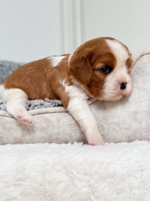 Christine cucciolo Cavalier King Blenheim - Bianco Arancio
