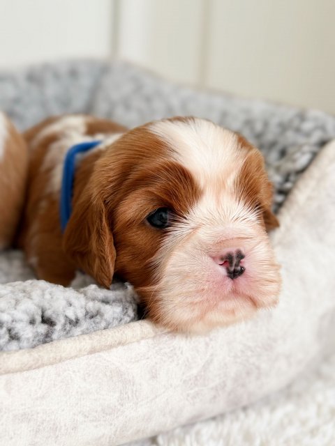 Charles cucciolo Cavalier King Blenheim - Bianco Arancio