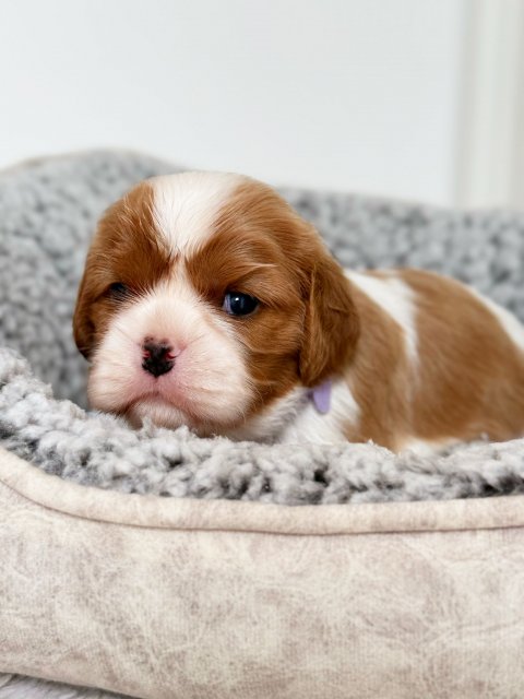 Charlotte cucciolo Cavalier King Clenheim - Bianco Arancio