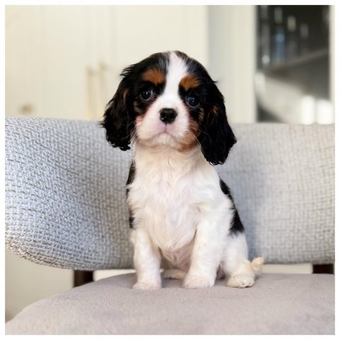 Monnalisa cucciolo Cavalier King Tricolor