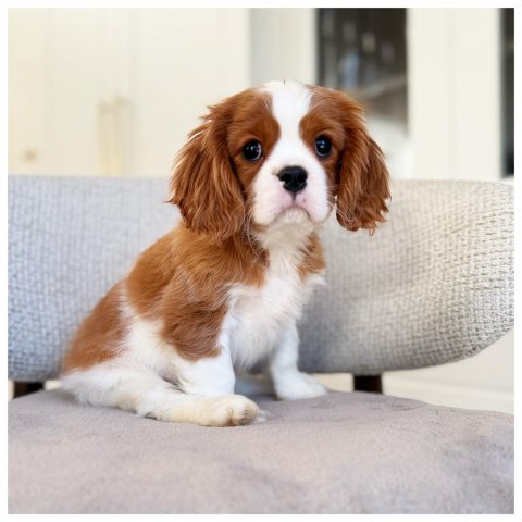Mark cucciolo Cavalier King Blenheim Bianco Albicocca