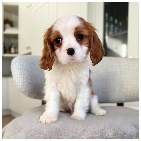 Mork cucciolo Cavalier King Blenheim Bianco Albicocca