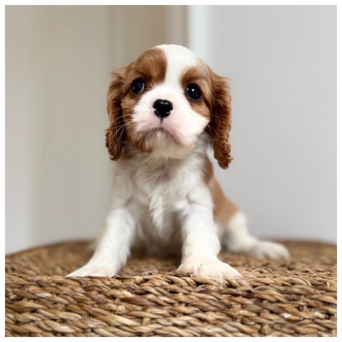 Rea cucciolo Cavalier King Blenheim - Bianco Arancio
