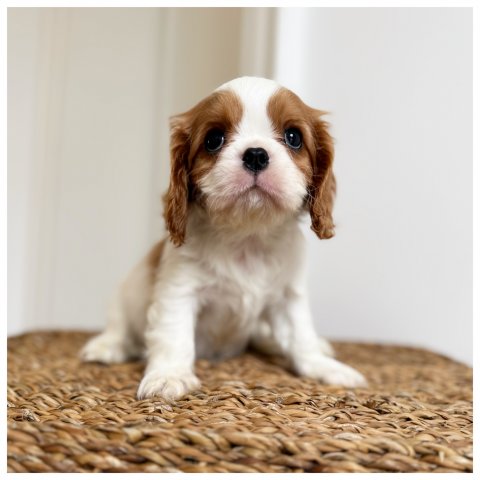 Rita cucciolo Cavalier King Blenheim - Bianco Arancio