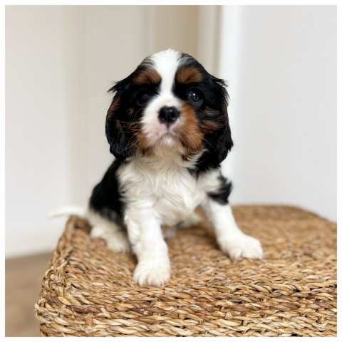 Roxy cucciolo Cavalier King Tricolore