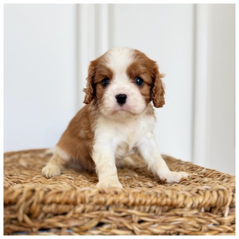 Robert cucciolo Cavalier King Blenheim - Bicolore