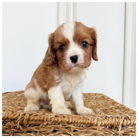 Richard cucciolo Cavalier King Blenheim - Bicolore
