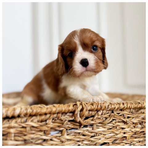 Rose cucciolo Cavalier King Blenheim - Bicolore