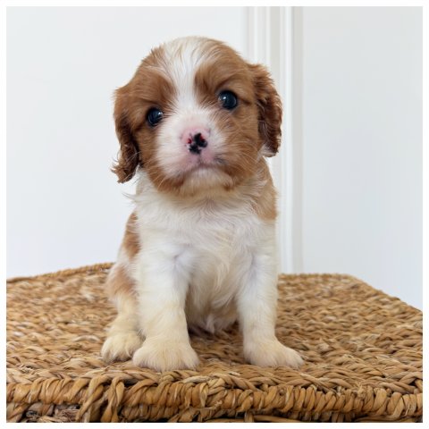 Randy cucciolo Cavalier King Blenheim - Bicolore